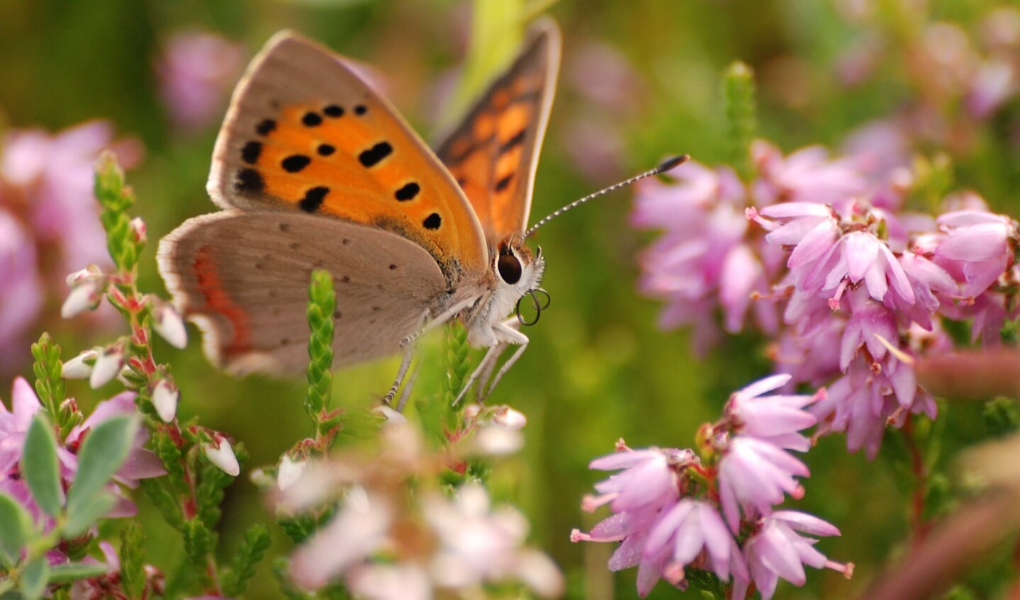 Er vliegen veel verschillende soorten vlinders en libellen rond.