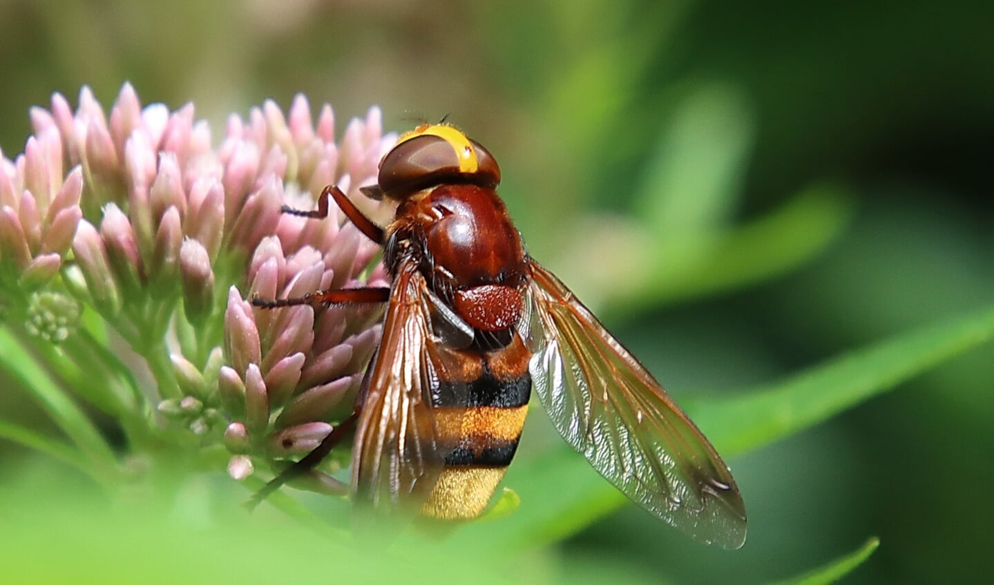 Zweefvliegen lijken op wespen en bijen, maar kunnen niet steken.