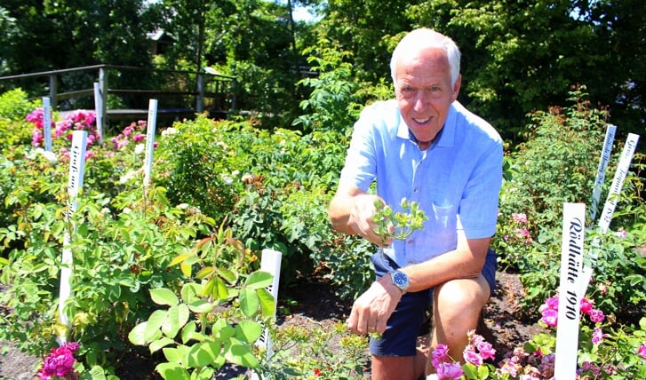 Aad Nederhof (74) is actief bij het Boomkwekerijmuseum in Boskoop, als bestuurslid en teamleider van het kwekerijteam. Momenteel staat de museumtuin in volle bloei, met veel bijzondere planten zoals de groene roos. 