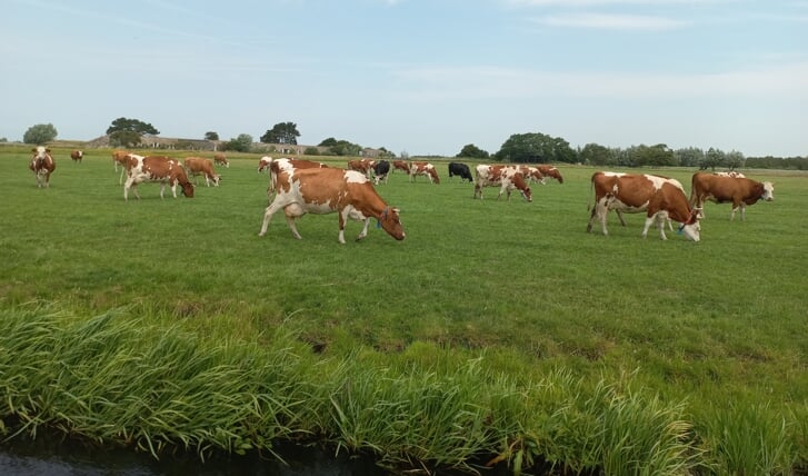 CDA Uitgeest deelt de zorgen van de boeren.