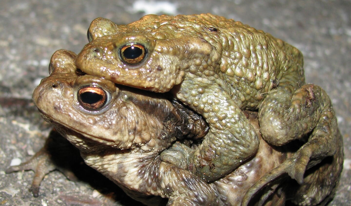 In Hoek van Holland en Monster kwamen er enkele jaren geleden nog vele duizenden padden voor en vele honderden salamanders en bruine kikkers. Dit jaar zijn op elk van deze locaties minder dan honderd padden overgezet.