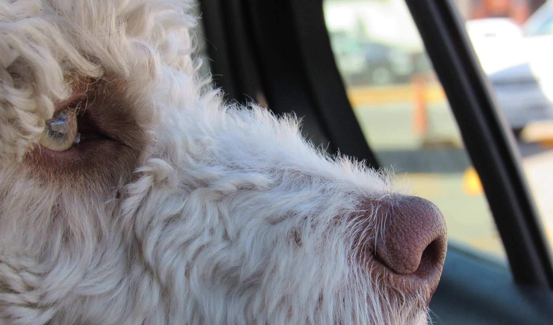 Laat je huisdier NOOIT in een warme dichte auto als je even weggaat.