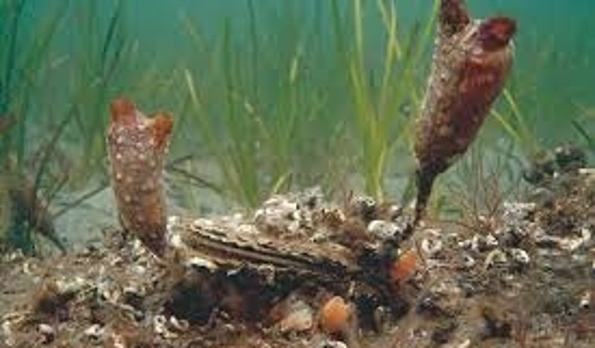 Een oesterrif verrijkt het rivier- en zeeklimaat. 