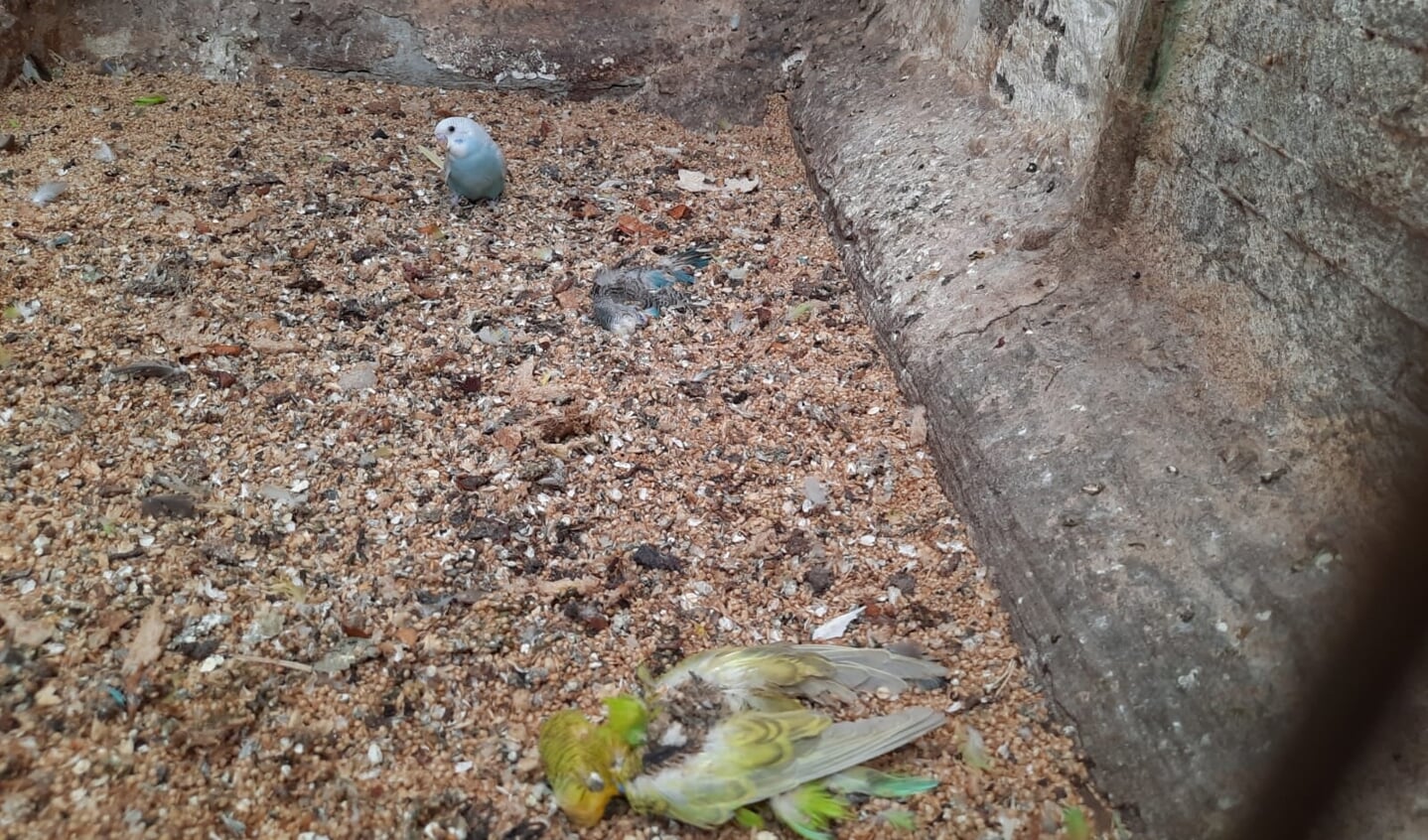 Er liepen muizen en er lagen dode vogels.