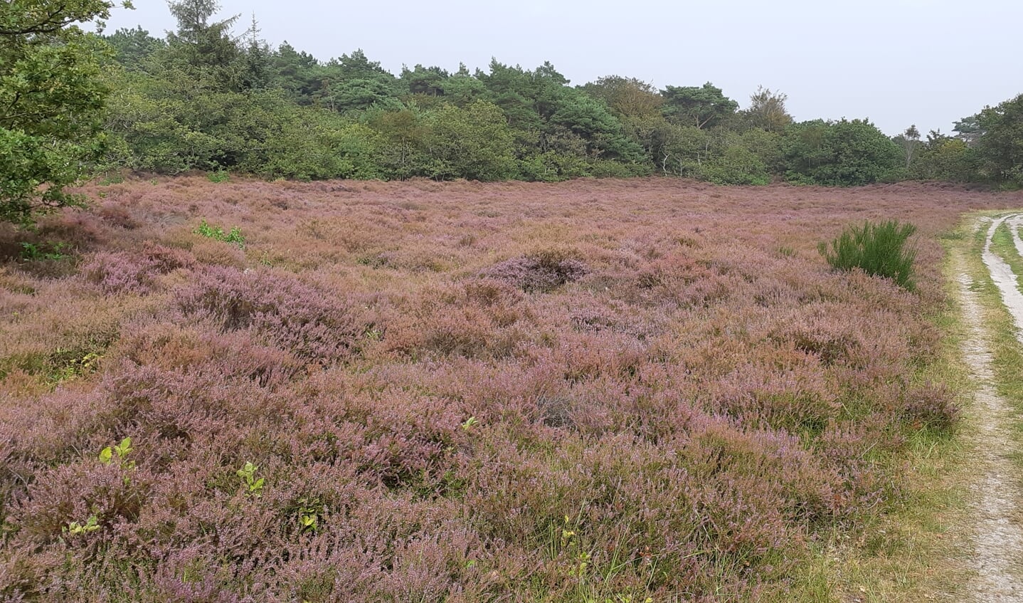 Heide in de duinen