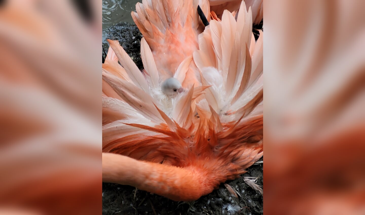 Flamingo kuikens zijn eerst grijs en later wit van kleur. Daarna worden ze geleidelijk aan roze