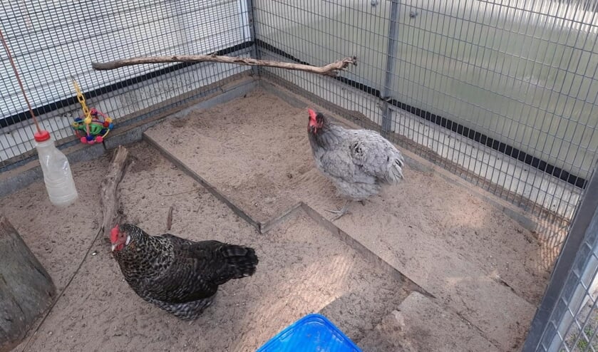 De kippen zitten noodgedwongen in het hok wegens de vogelgriep.