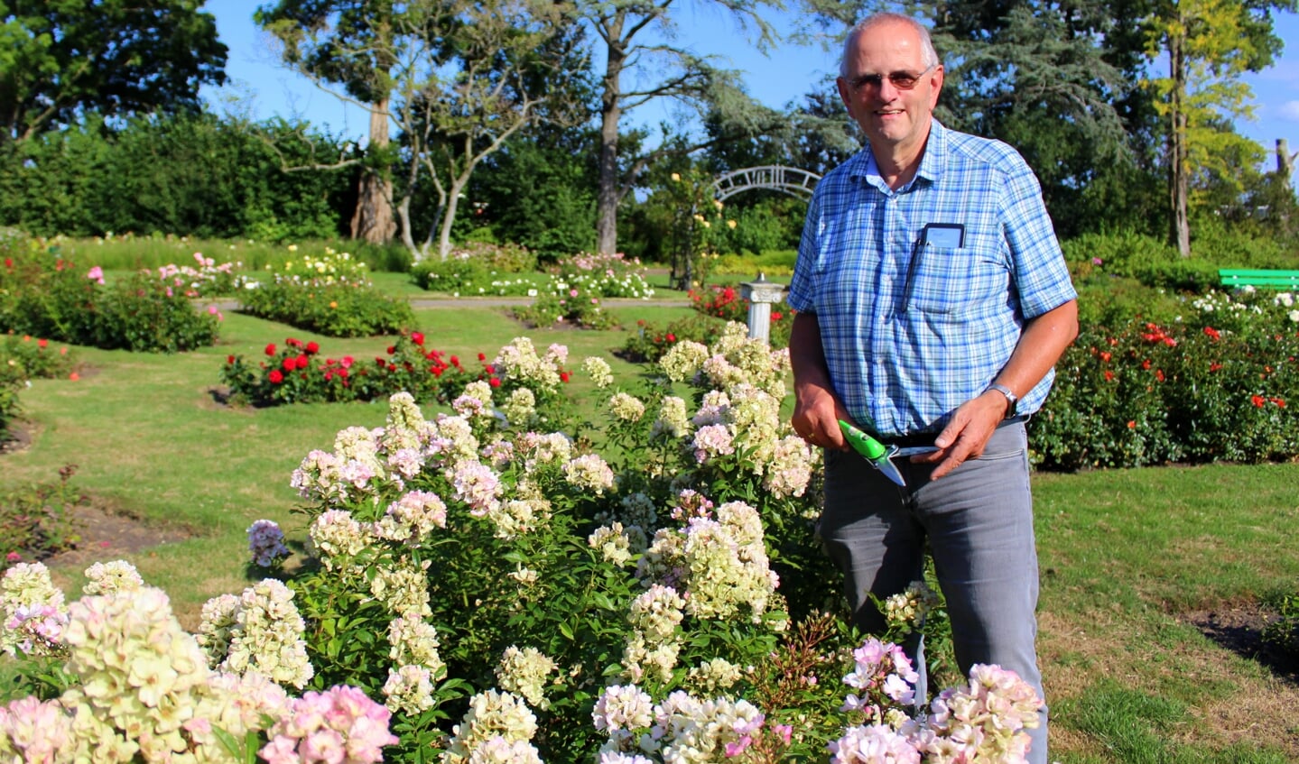 Simon de Jong is voorzitter én onderhoudsvrijwilliger bij de Stichting tot Behoud van Rosarium Boskoop. Hier bij een van zijn favoriete rozen: Rosa Abellio.