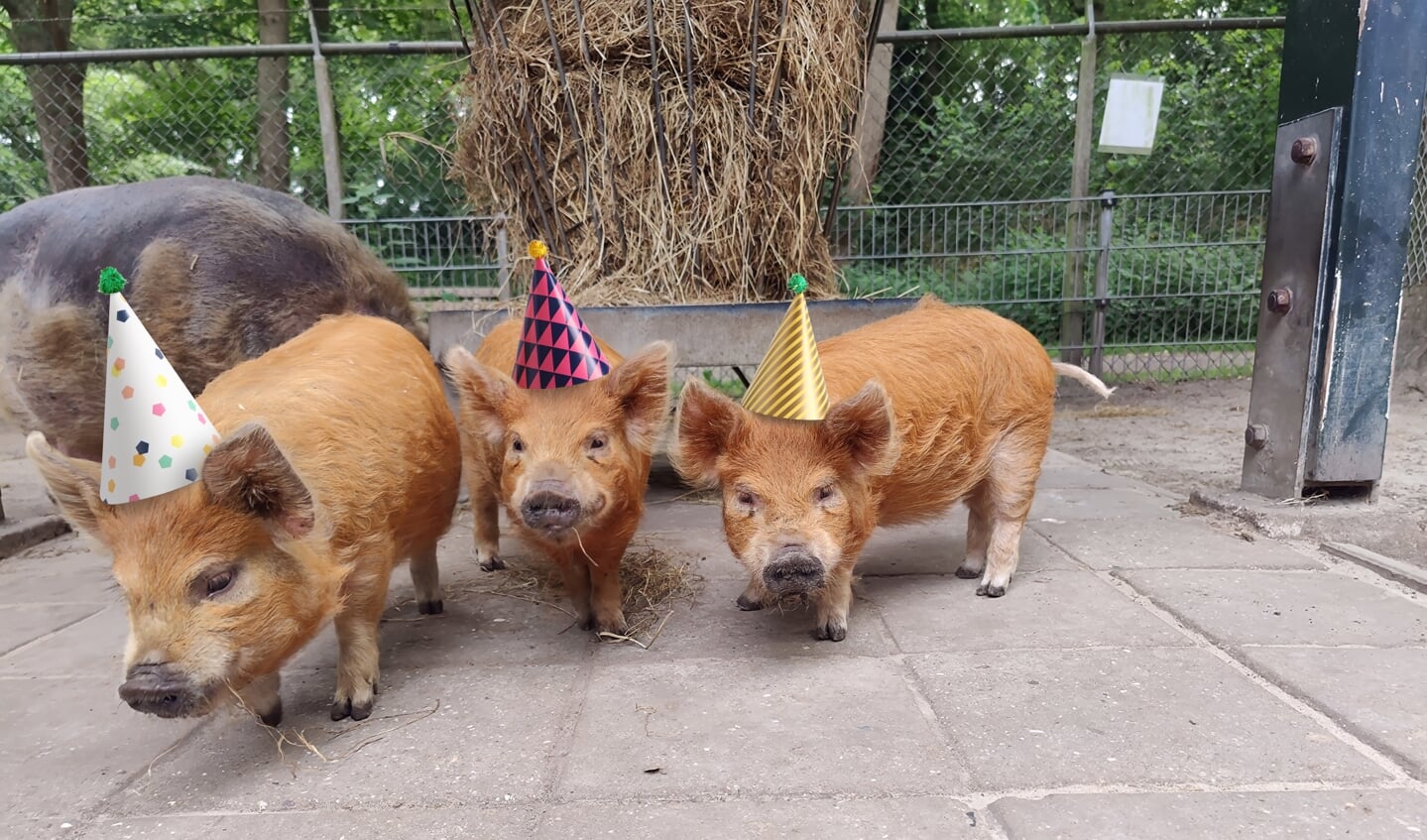 Pien, Pleun en Pip zijn al in de feeststemming.