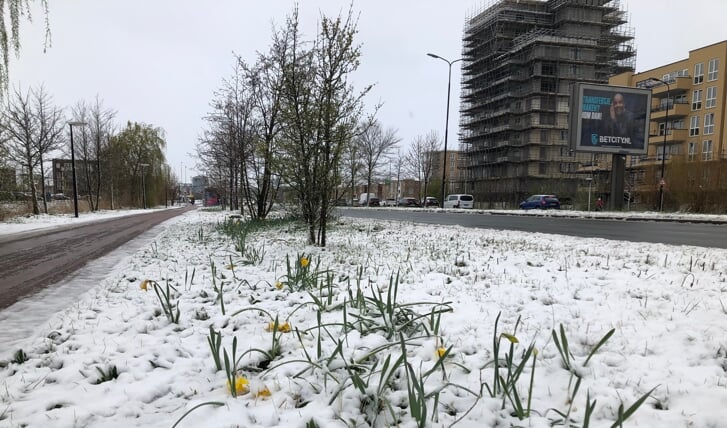 Sneeuw in Rijswijk op 1 april dit jaar.