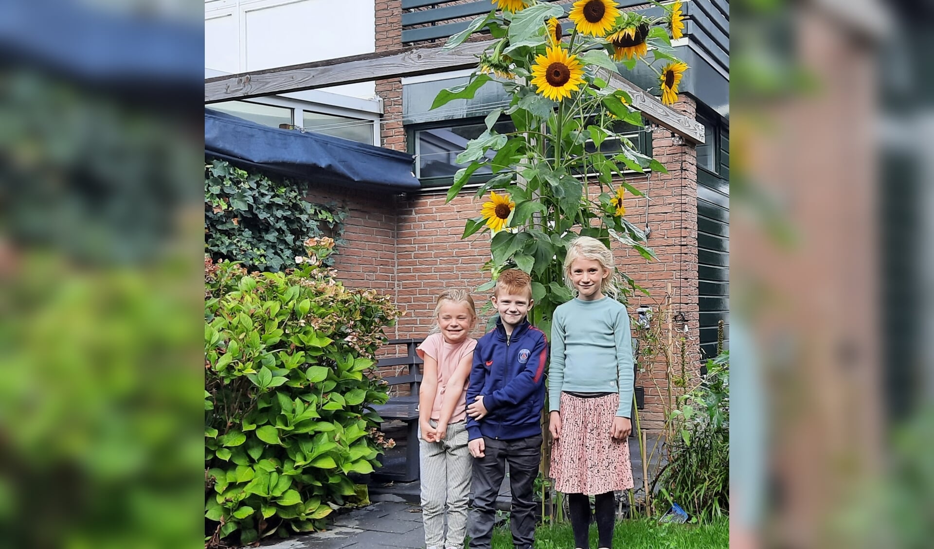 De winnaars van de zonnebloemwedstrijd van Duurzaam op Dreef met v.l.n.r Lynn Horling, Tijme Klaver en Nyla Horlings. Zoë van Veen ontbreekt op de foto.