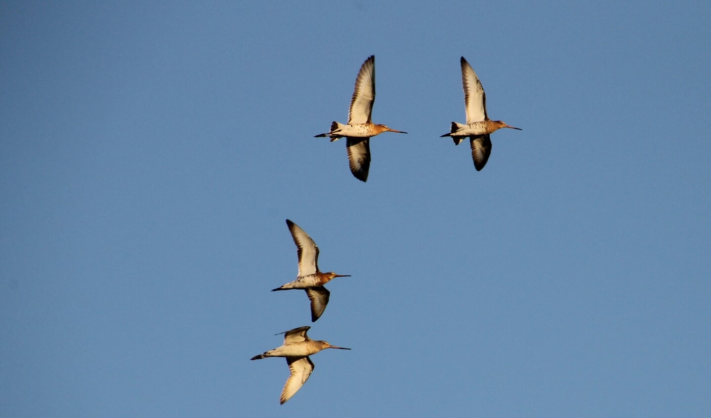 Waar gaan vogels heen?