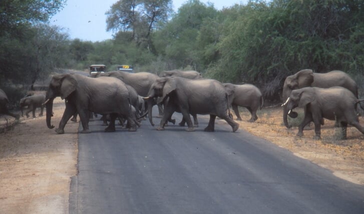In Zuid-Afrika kun je olifanten zien.