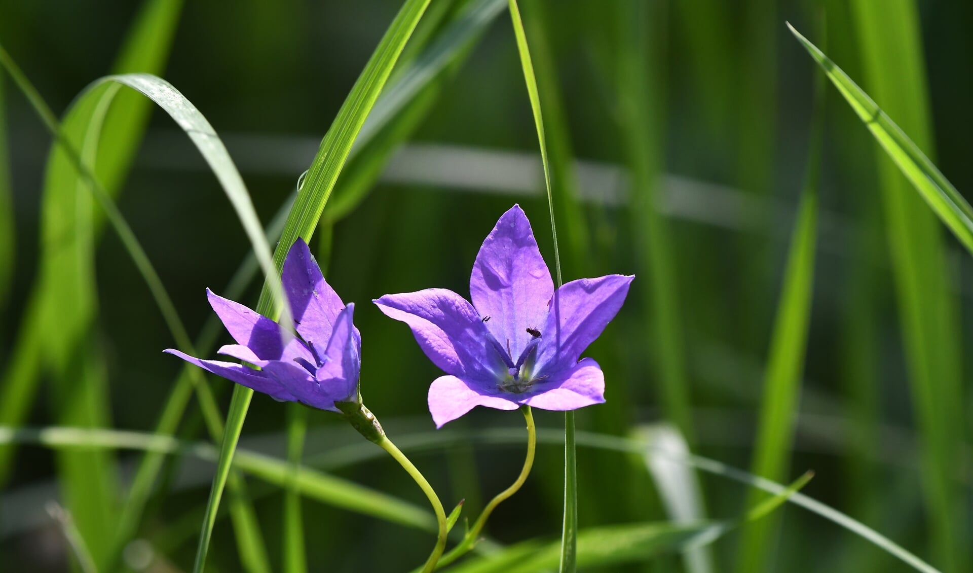 De klokjesbloem is een schattig paarsblauw bloemetje dat welig tiert in Heiloo.  