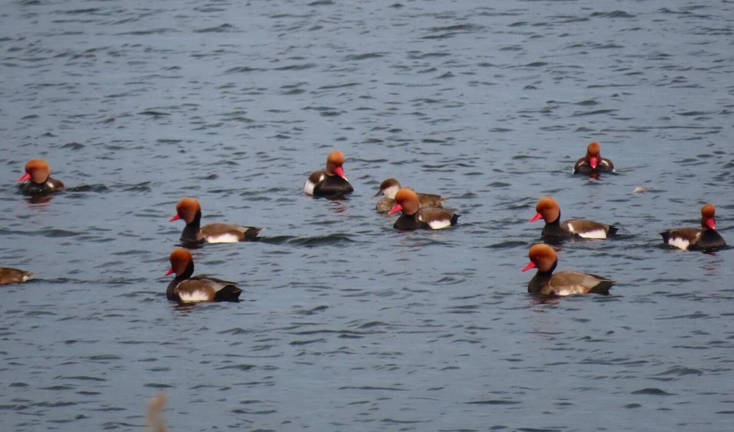 Vogels in waterrijk Waterland.