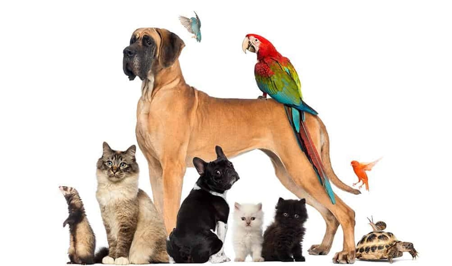 Mensen hebben een bijzondere band met hun dier en dat begrijpen ze bij Dierenkliniek Heerhugowaard als geen ander.