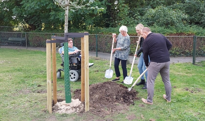 Planten van de boom.