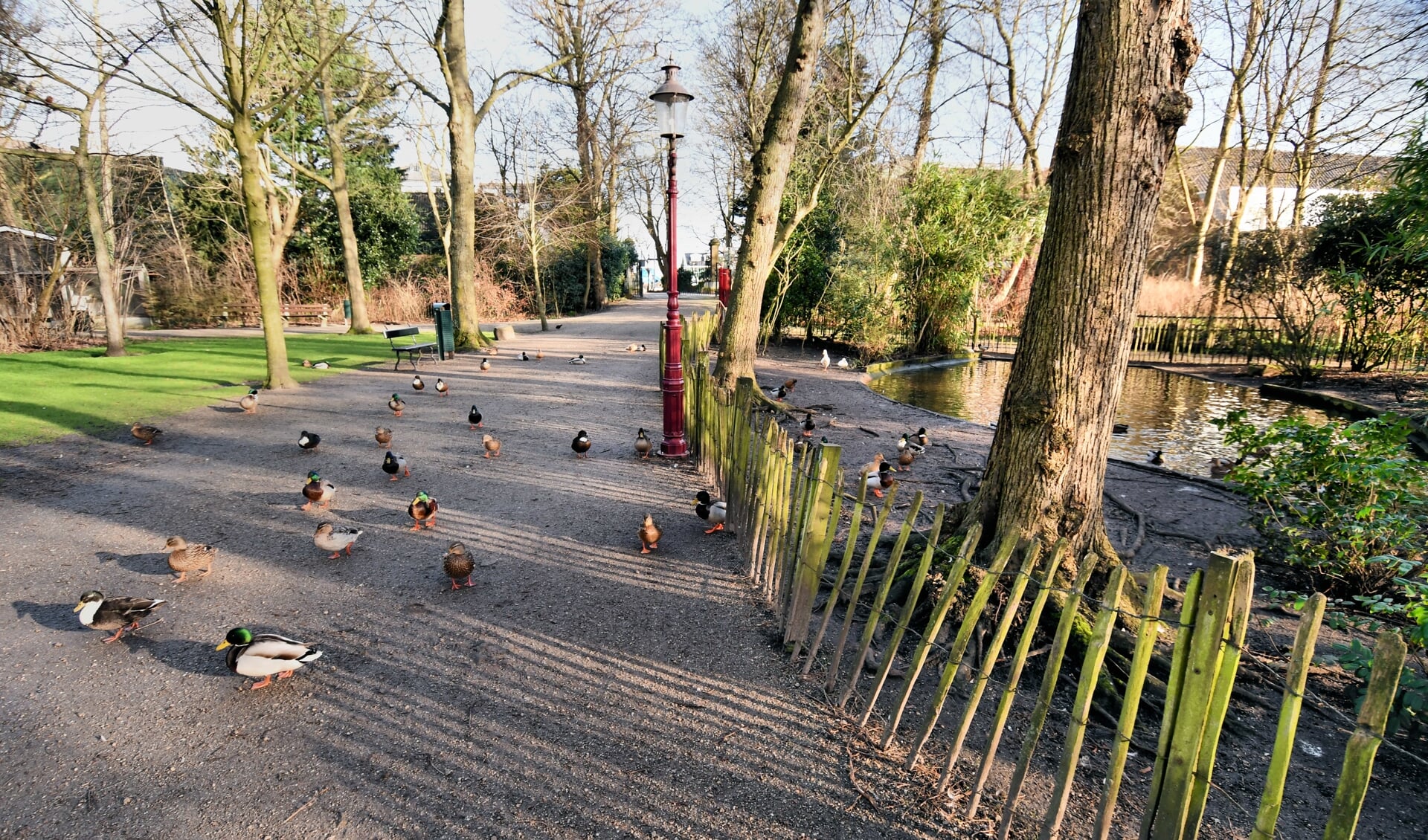 Het voortkabbelende lieve leventje van de eenden wordt even minder tijdens de Burendag. Het Wilhelminapark is de centrale locatie met diverse activiteiten. 
