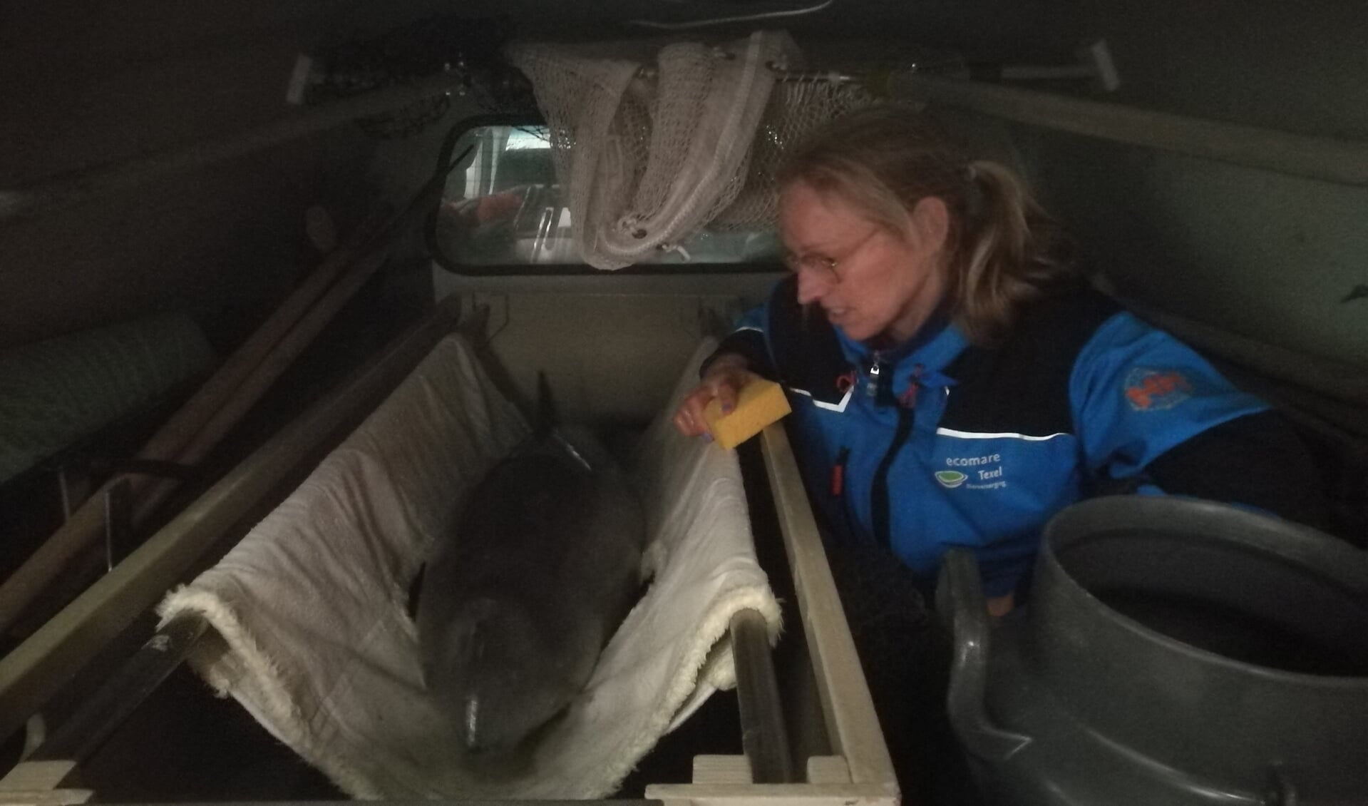 Dierverzorger Saskia Visser houdt de bruinvis nat tijdens het transport. 