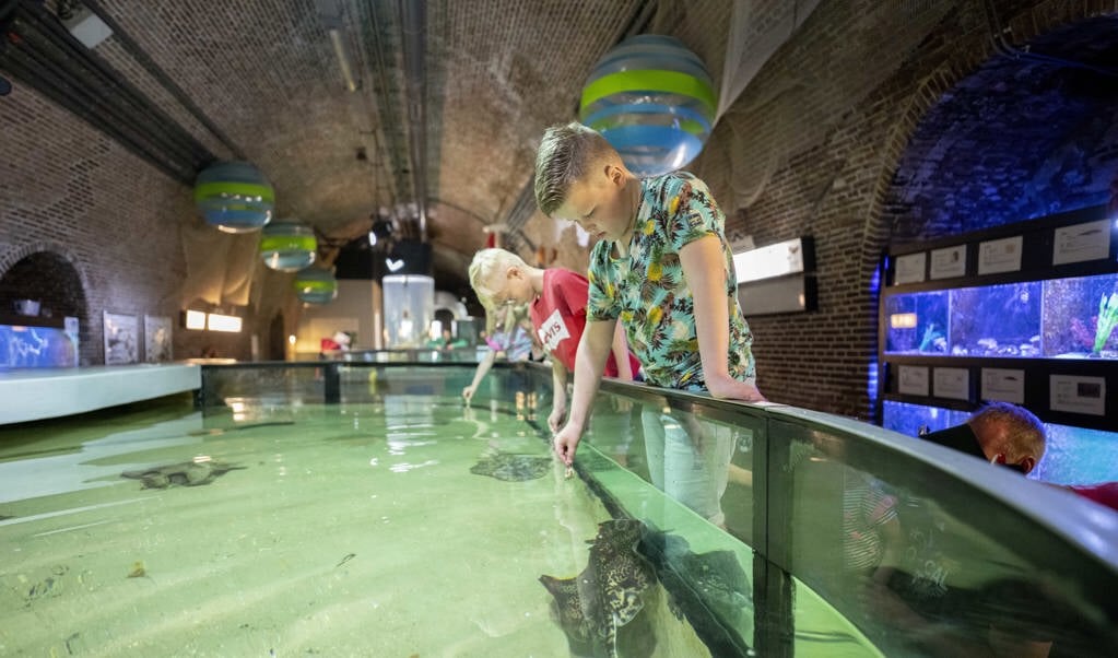 Feeding sharks and rays at Fort Kijkduin during the autumn holidays