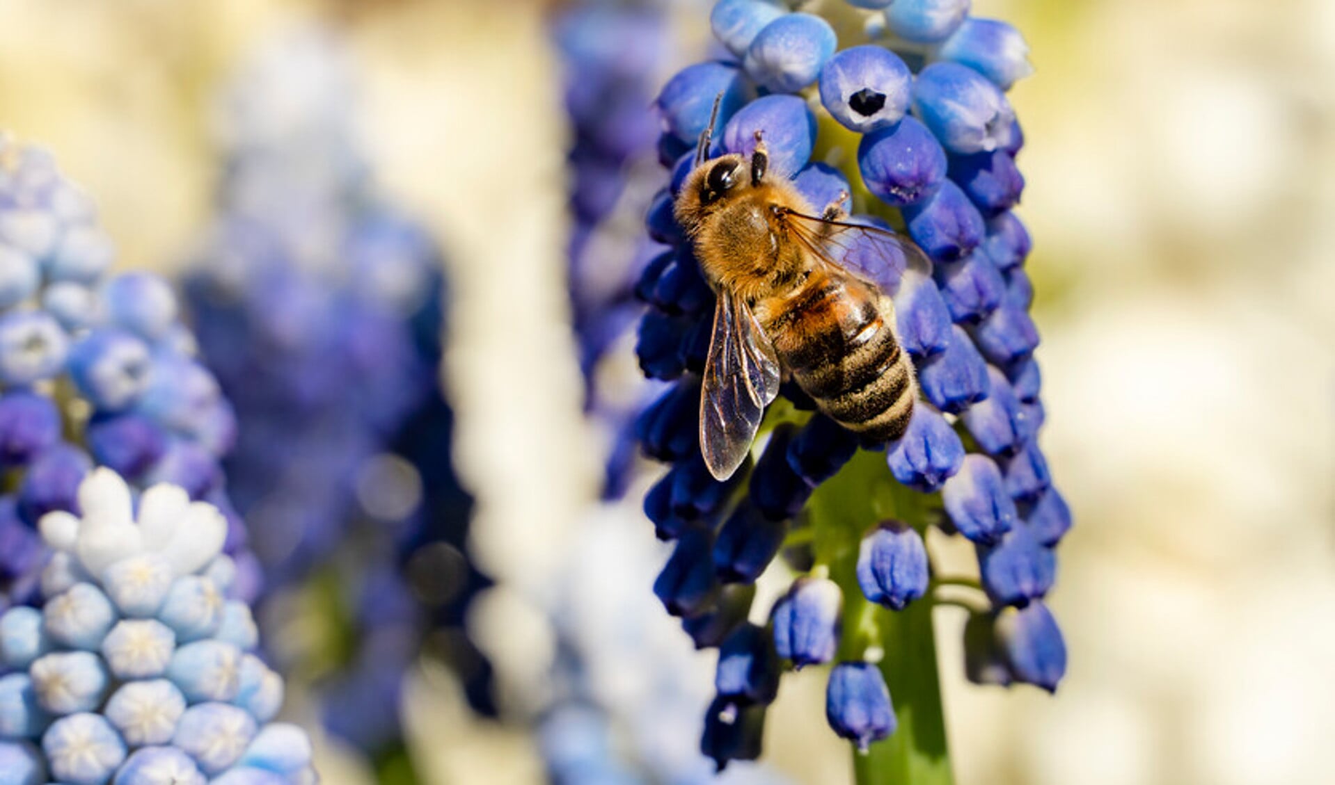 Insecten zoals bijen en vlinders hebben nectar en stuifmeel nodig om van te leven. 