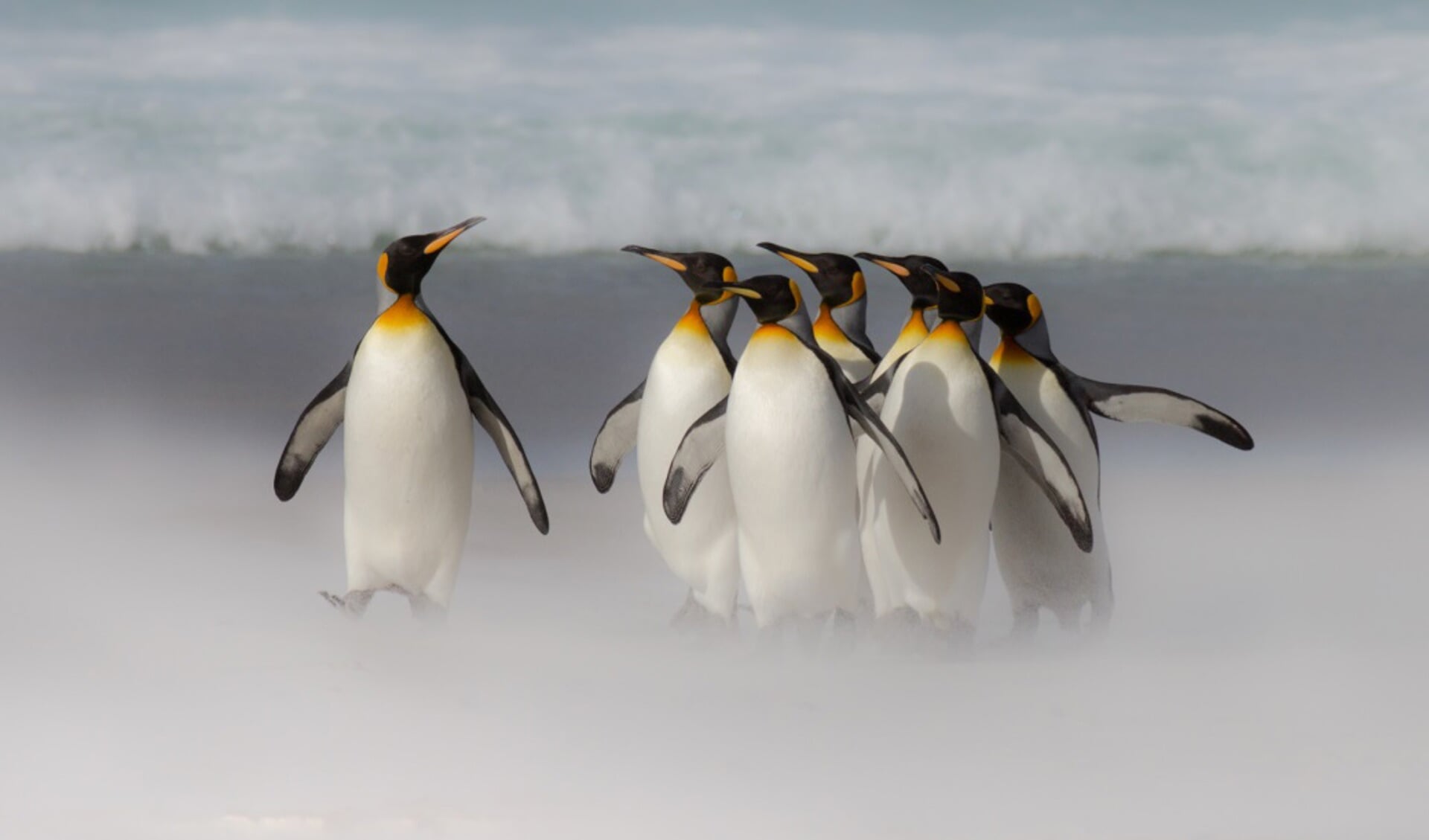 Claudia's interesse in (zee)vogels is ooit aangewakkerd door de vele pinguïns op haar reis naar de Falklandeilanden. 