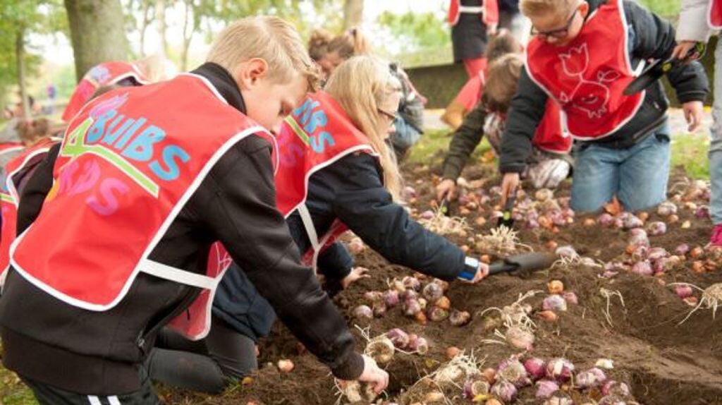Les écoles primaires du Westland aident à planter 1,3 million de bulbes de fleurs