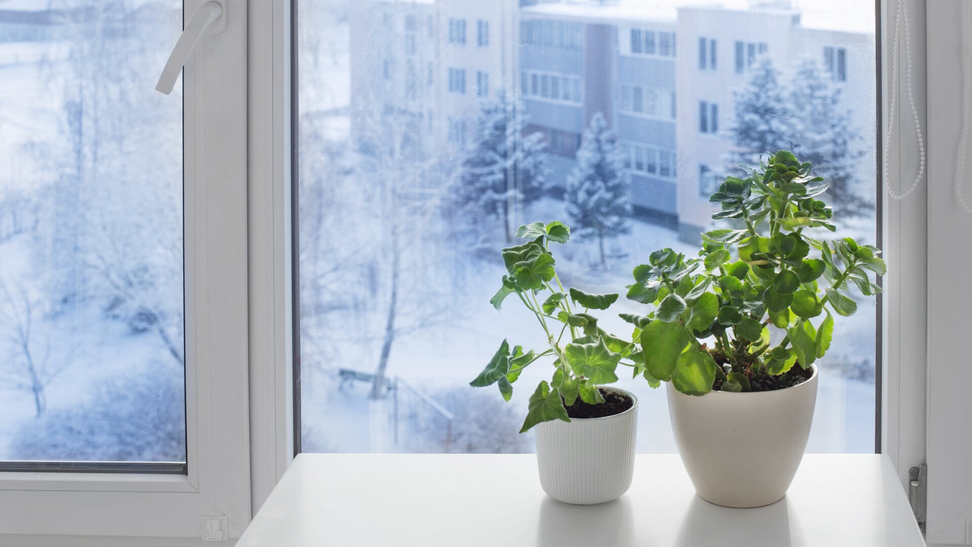 Kamerplanten hebben in de winter andere verzorging nodig dan in de zomer.