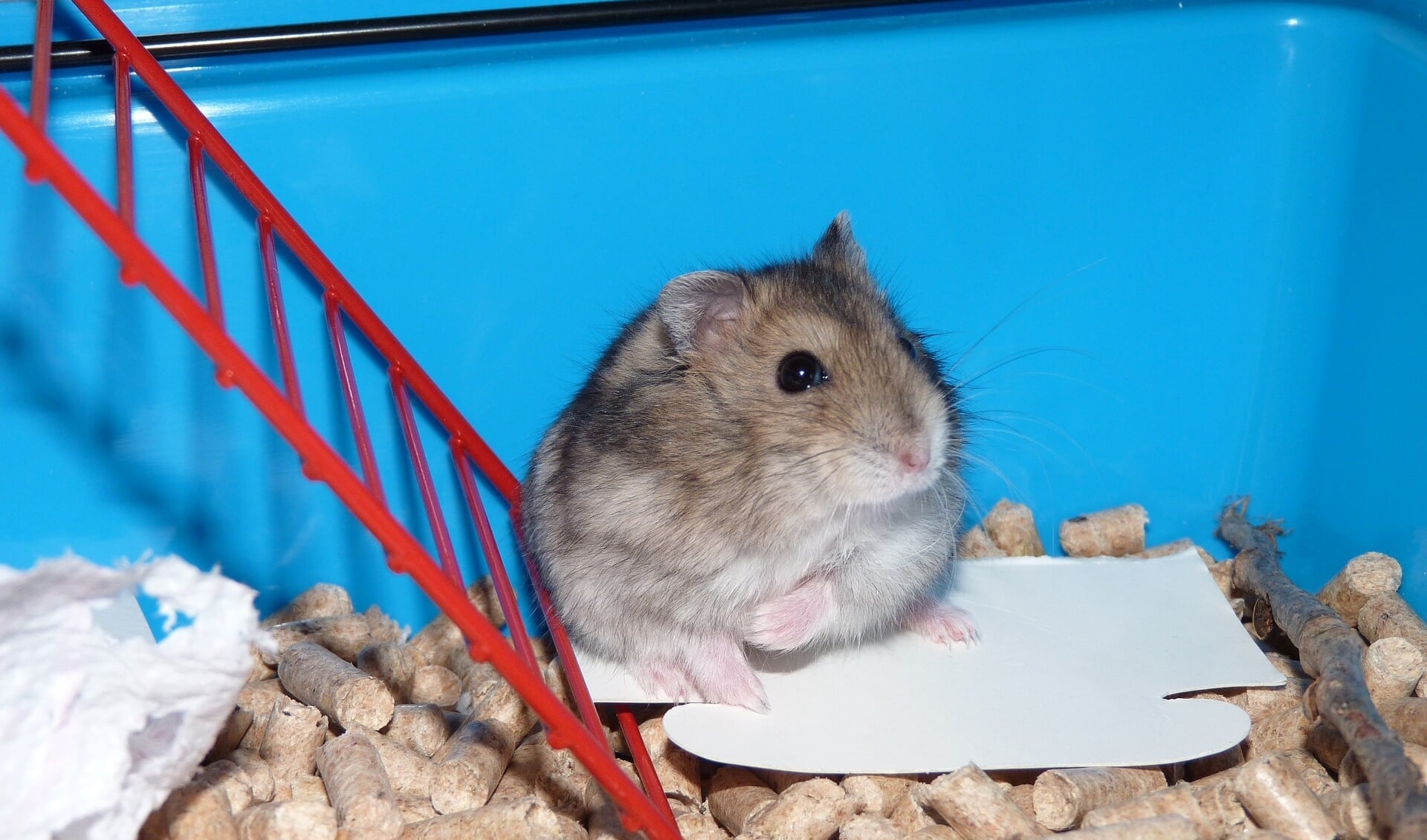 De hamsters waren in hun kooi neergezet bij een afvalcontainer in Rijswijk. Foto ter illustratie.