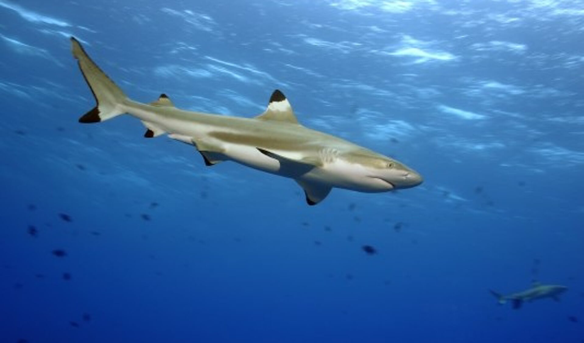 vorst Jurassic Park industrie Baby haai geboren in Sea Life Scheveningen | Al het nieuws uit Den Haag
