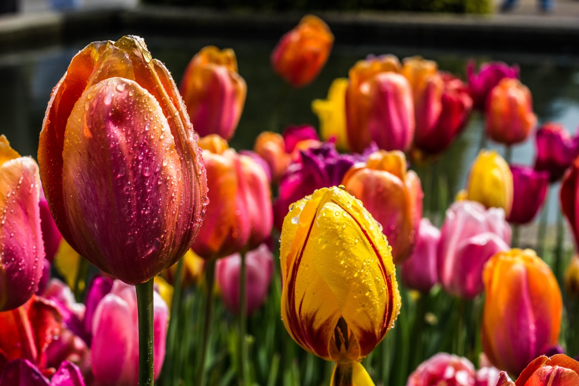 Tulpen zullen de straten van de Haarlemse binnenstad kleuren.