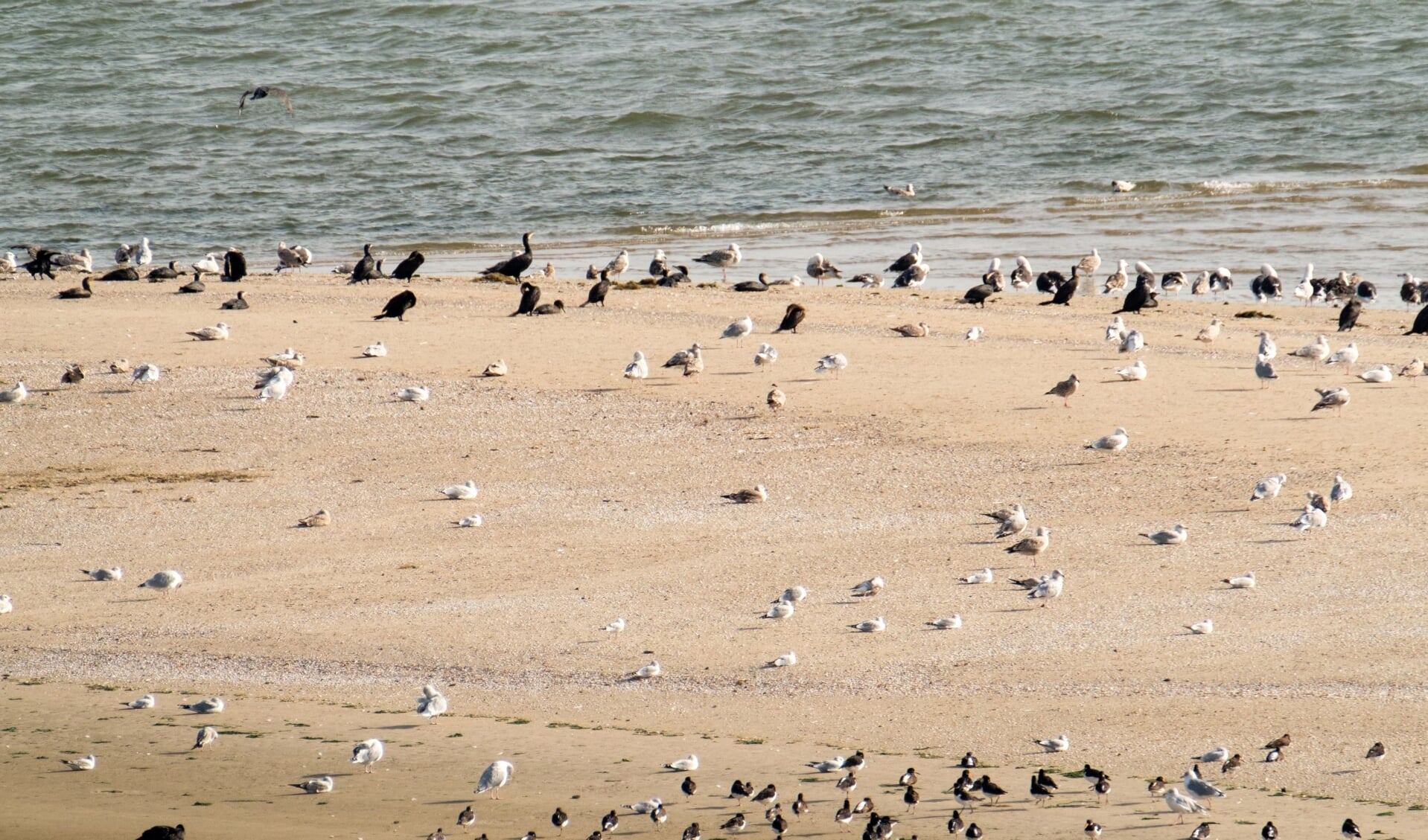 Er is vogelgriep geconstateerd in de Rotterdamse haven.