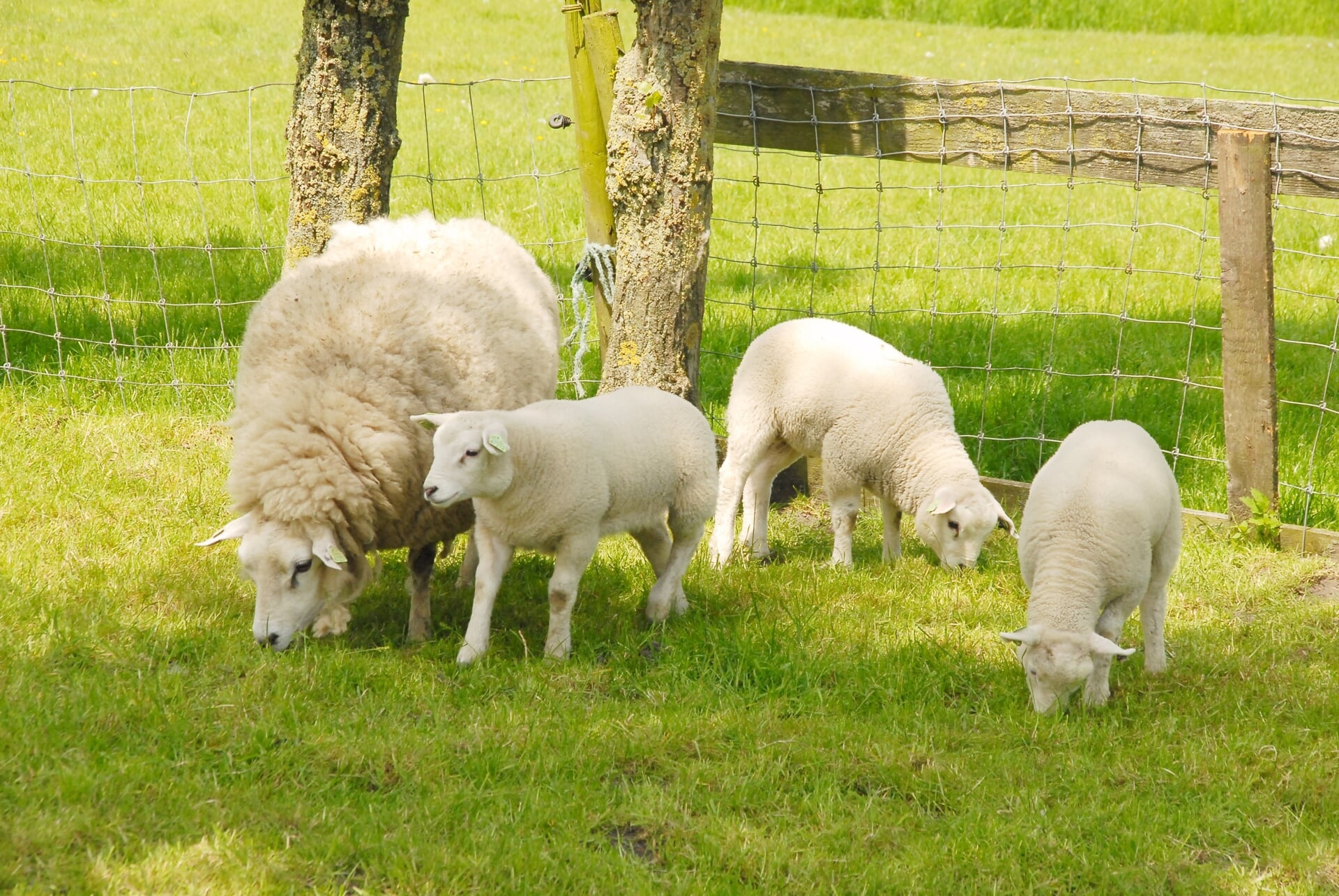 Lammetjes en schapen bezoeken op de lammetjesdag bij Schaapskudde Vockestaert op de Adrianushoeve.