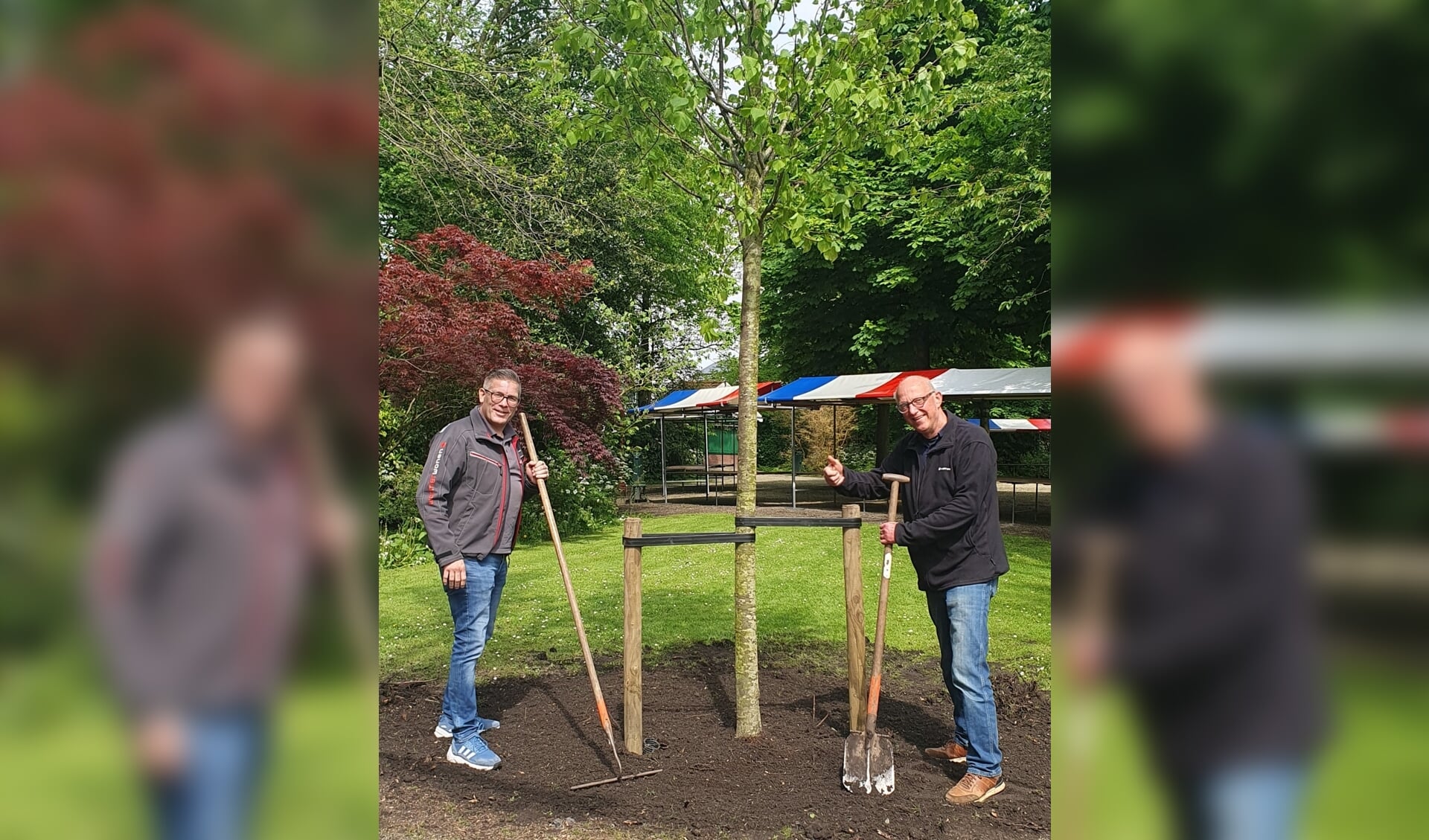 Ron Post en Peter Rijnja planten Koningslinde boom in Wilhelminapark Wormerveer.