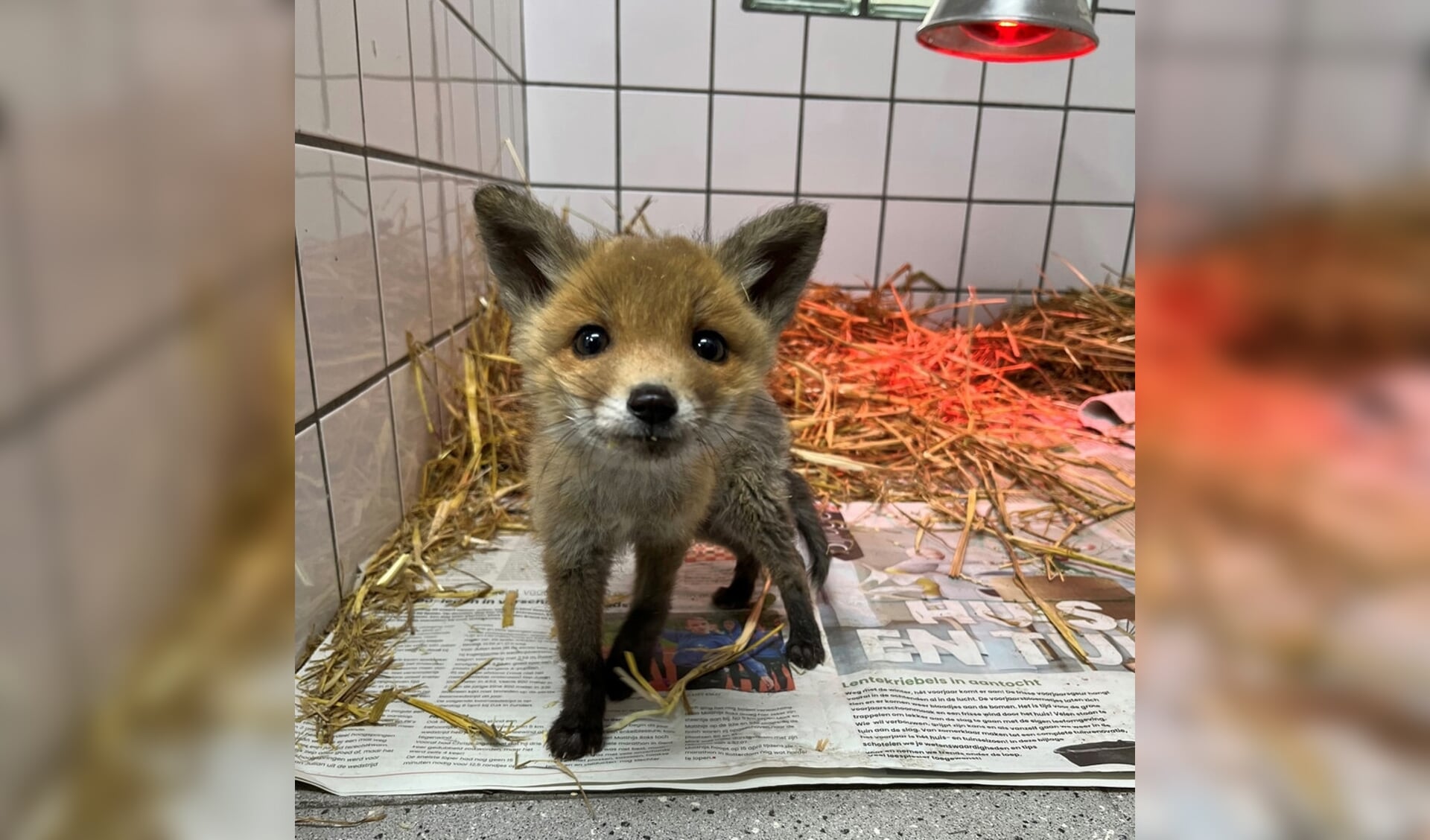 Vosje is nu bij Vogelrevalidatiecentrum Zundert