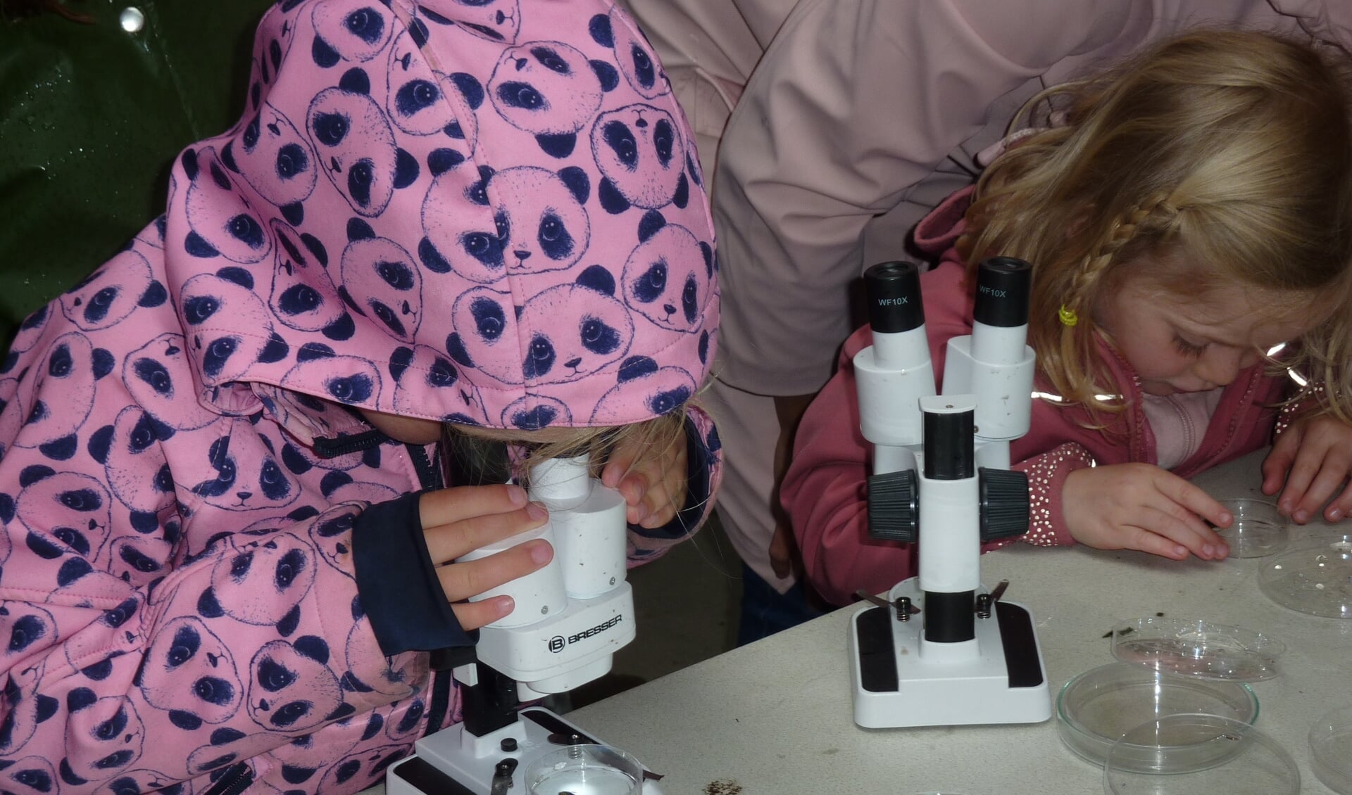 Ontdek de kleinste diertjes met behulp van een microscoop.