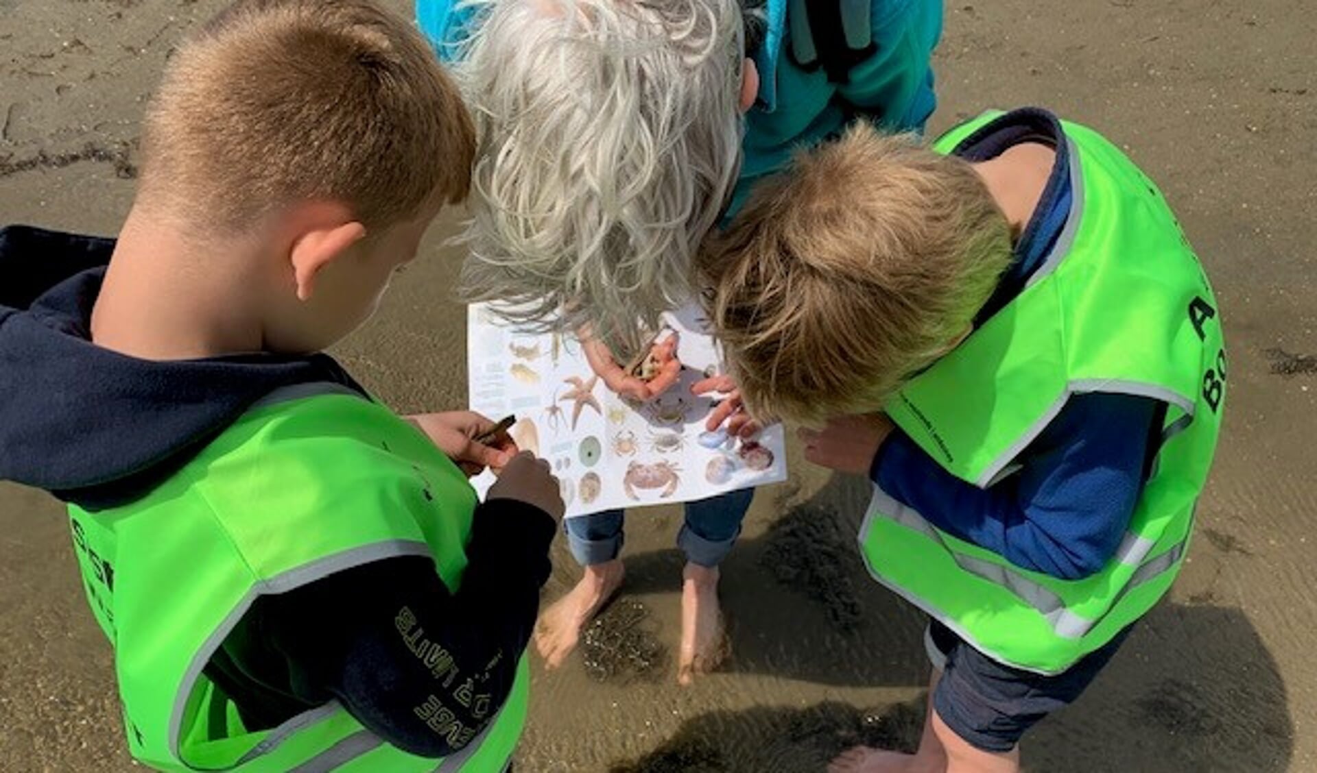 Deze middag op het strand leerden kinderen dat sommige vissen zoogdieren zijn, zeehonden de grootste roofdieren voor onze kust zijn en je eieren van een wulk op het strand kunt vinden. 