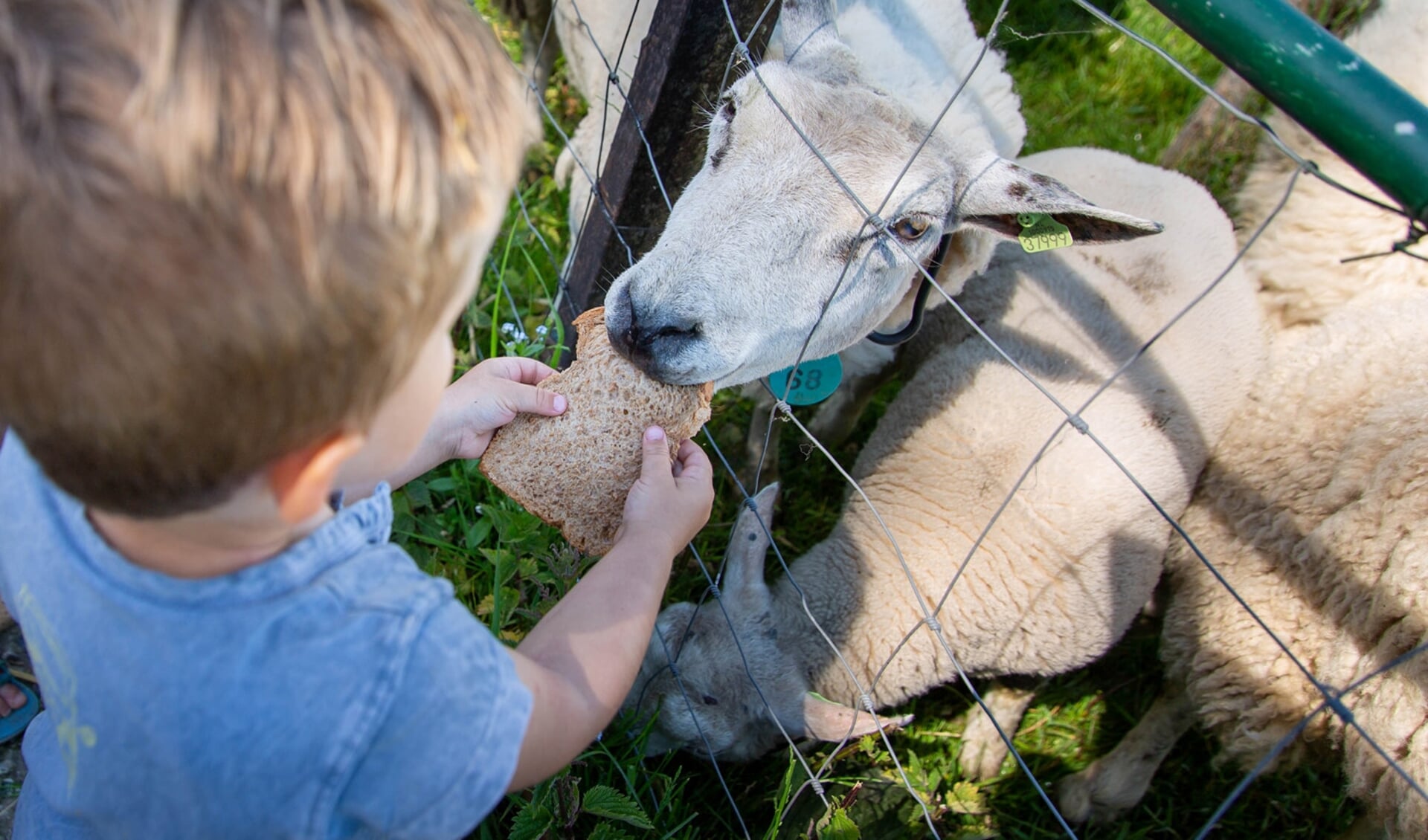 Er is genoeg te doen: schapen knuffelen, eitjes rapen, liedjes zingen en tomaten proeven uit de eigen moestuin. 