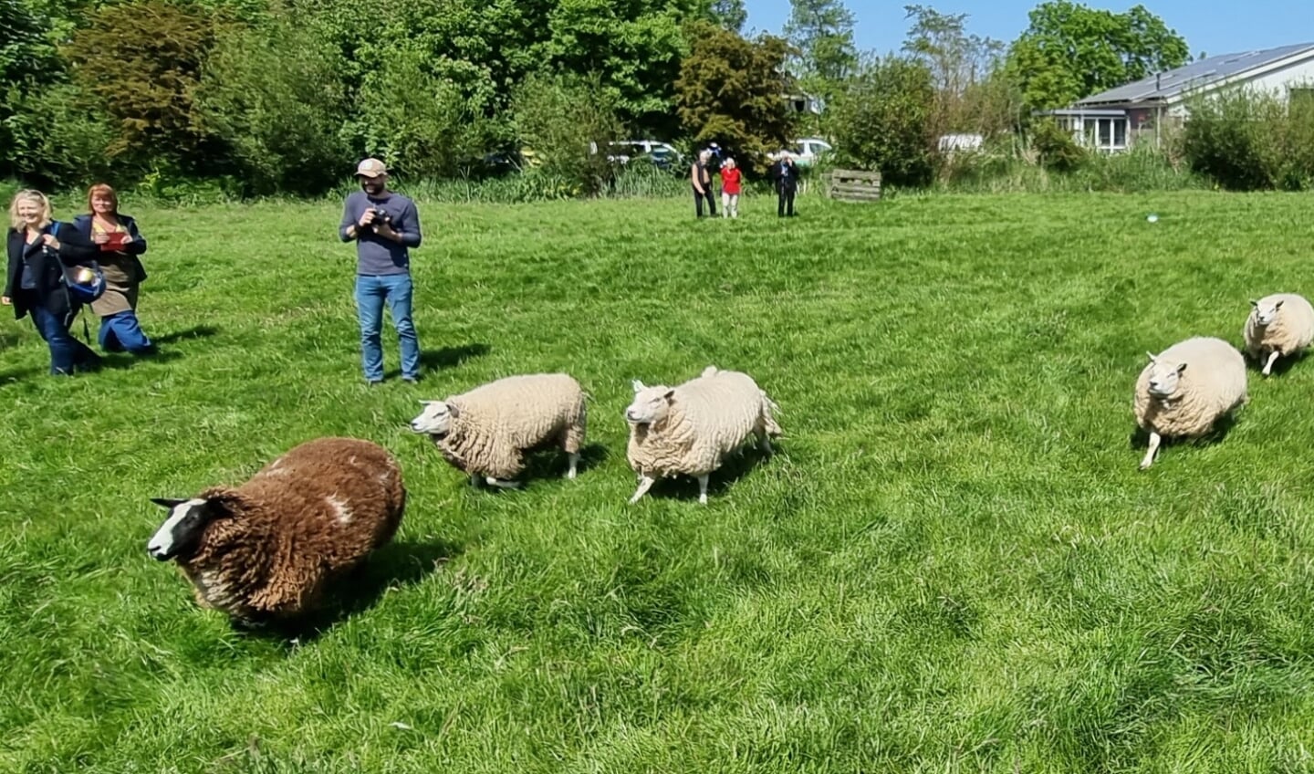 Aanstormende schapen