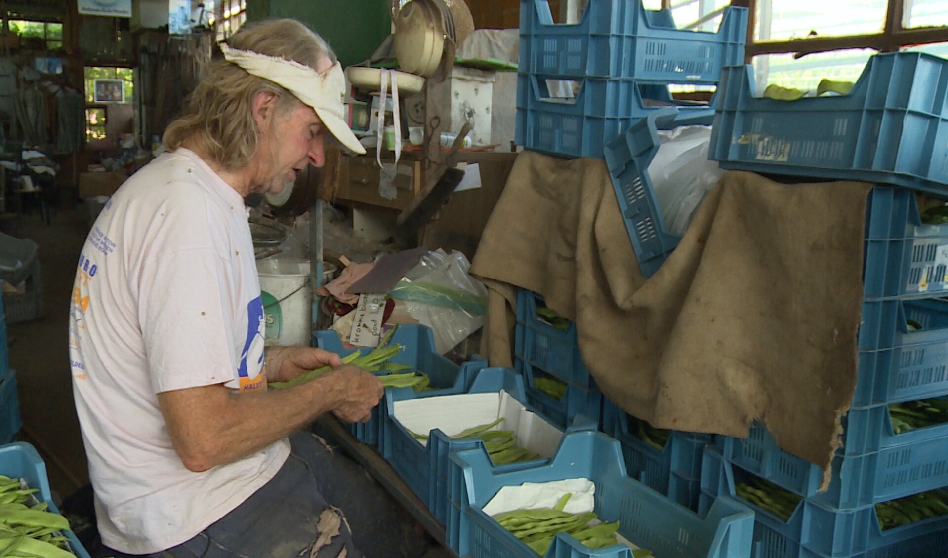 Peter Zuijderwijk sorteert snijbonen.