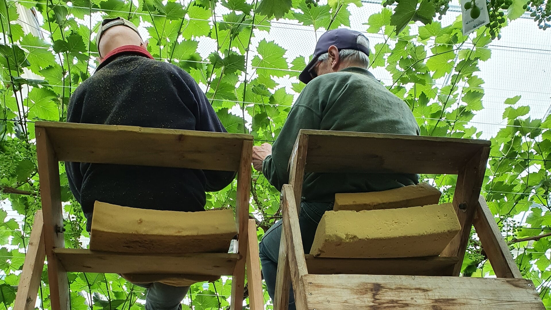 Een druivenkrenter van 80+ en een van 80-.