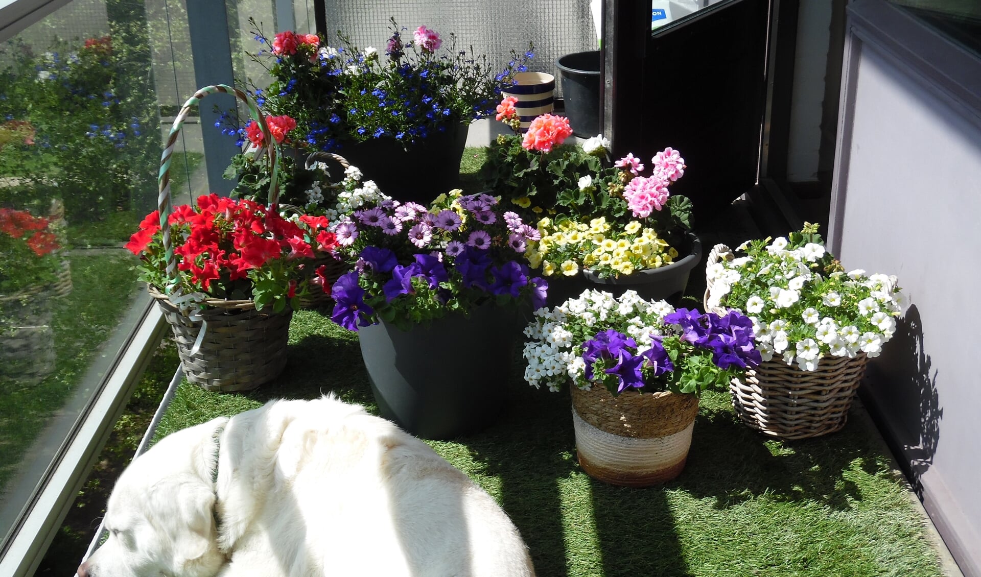 Labrador Enzo geniet van de bloemenpracht