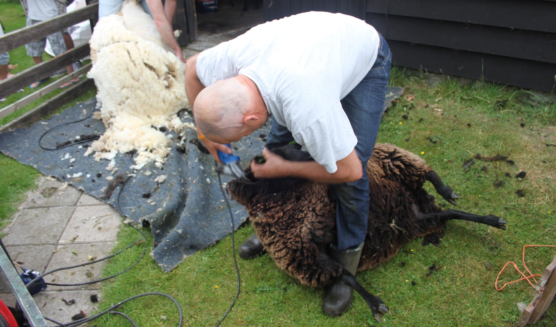 Van de schapenwol wordt op dezelfde dag een trui gebreid. 
