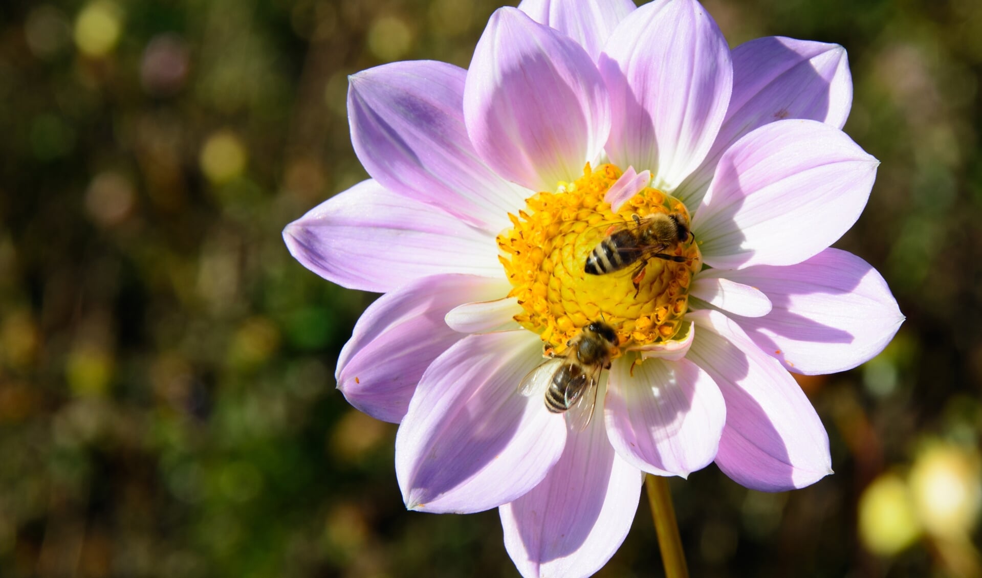Het aantal insecten, zoals bijen, die ook voor de mens nodig zijn om in leven te blijven, neemt in Zuid-Holland alarmerend snel af. 