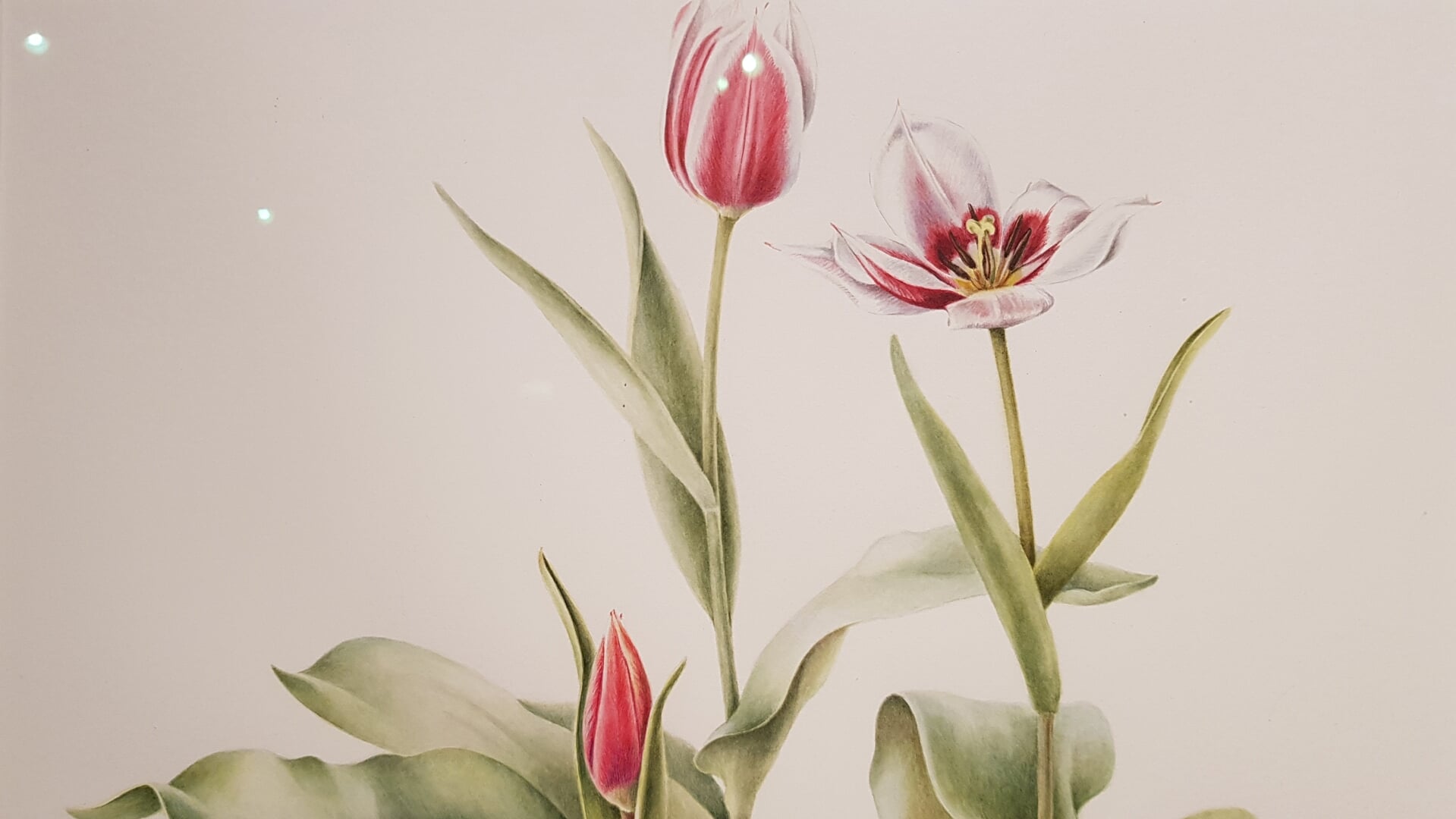Een botanische tekening of aquarel toont een plant in detail. Het is een wetenschappelijk verantwoorde nauwkeurige weergave. 