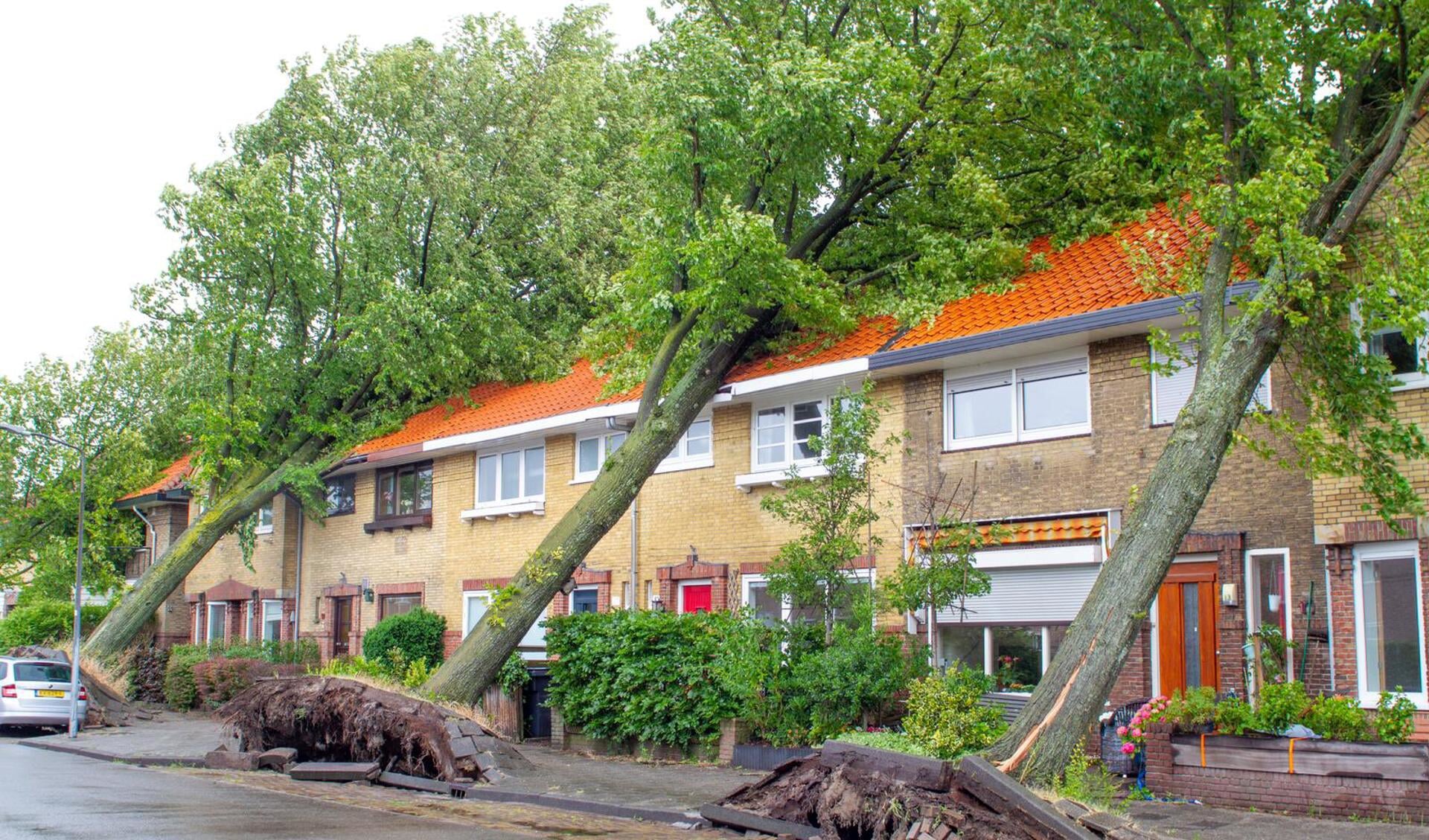 Honderden Bomen Omgewaaid In Haarlem Na Storm Poly | Al Het Nieuws Uit ...