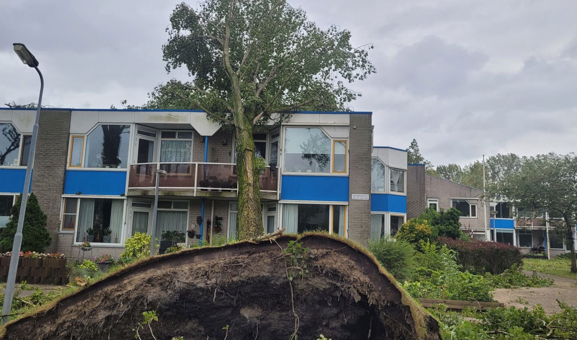 Grote Ravage Door Gevallen Boom Op Seniorencomplex Krommenie Al Het Nieuws Uit Zaanstad