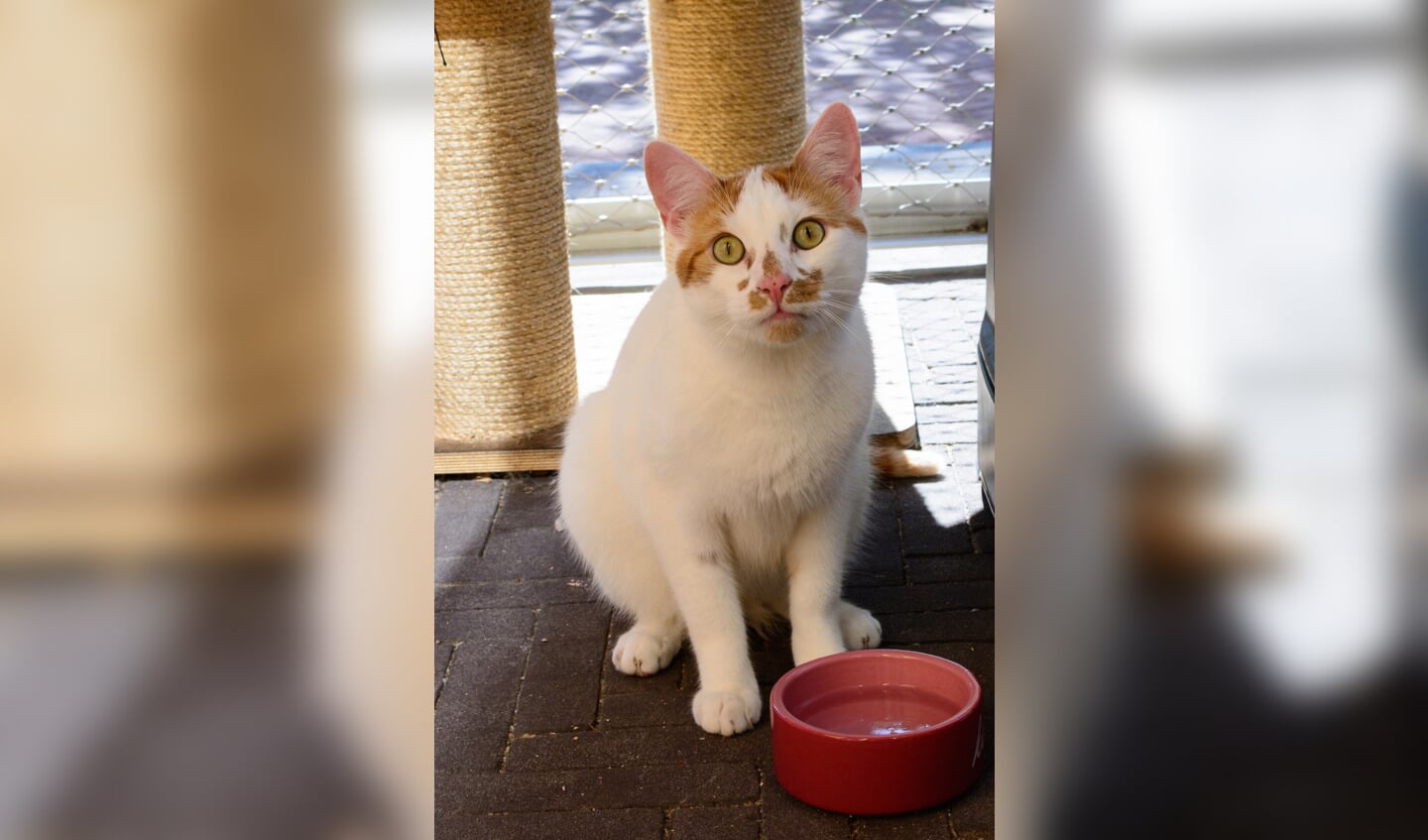 Muffin is een hele sociale kat.