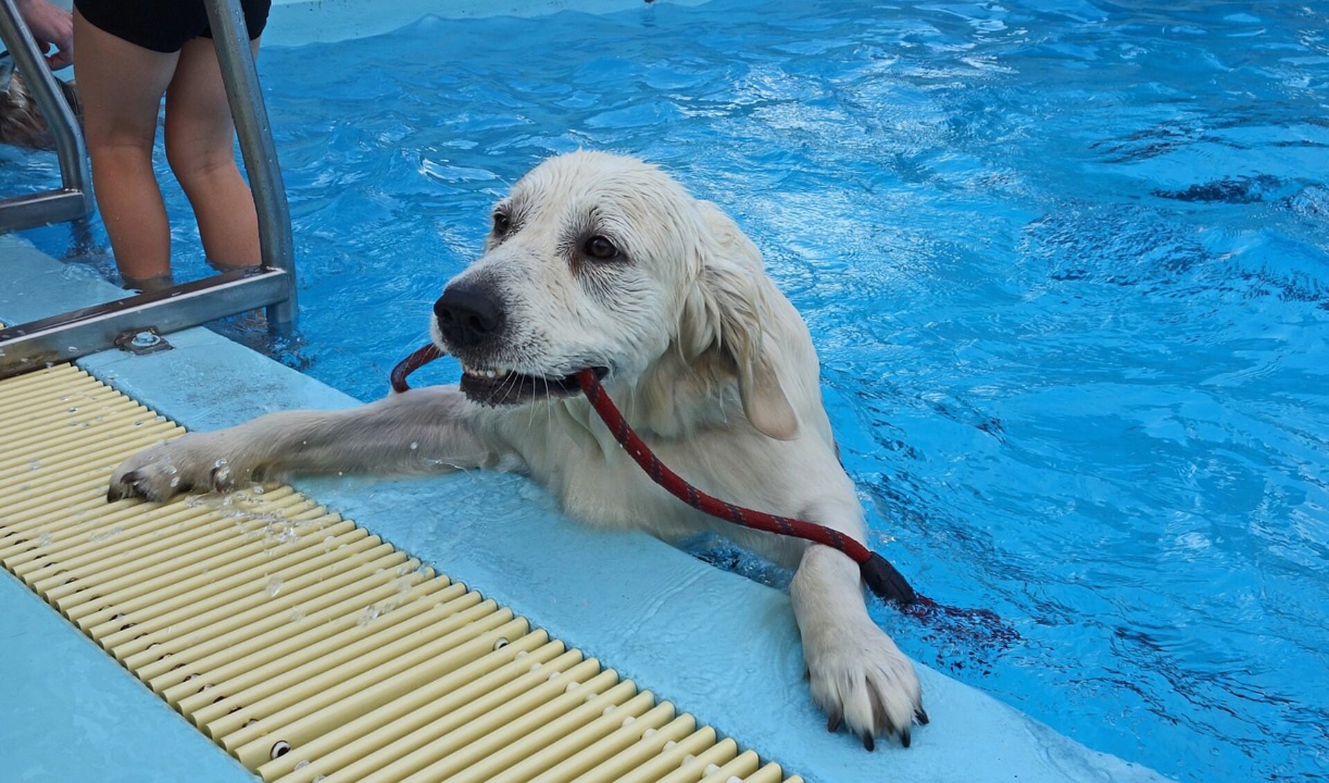 Een droom die uitkomt, met je hond zwemmen in het zwembad!
