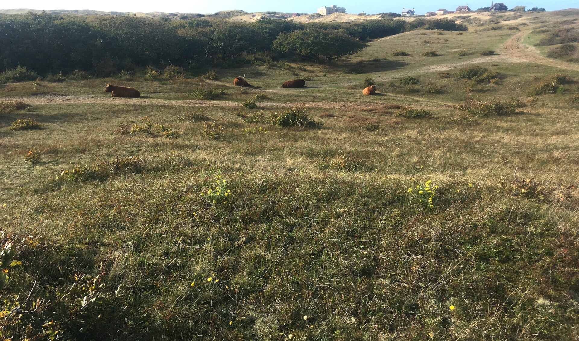 De duinen bij Bergen aan Zee